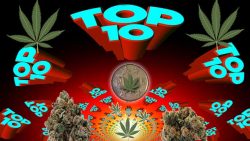 top 10 marijuana strains of 2016